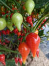 Pepper 'Chupetina' Gatard.JPG (21512 bytes)