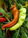Pepper Sweet 'Elefantormany' (Romania) Gatard.JPG (26030 bytes)