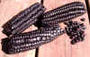 Peruvian Morado1.jpg (68166 bytes)