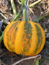 Squash Kumi-Kumi.jpg (43141 bytes)