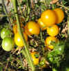 Tomato Golden Gooseberry 3.jpg (491065 bytes)
