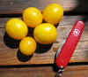 Tomato Golden Gooseberry.jpg (68908 bytes)