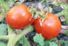 Tomato San Francisco Fog 6.jpg (71225 bytes)