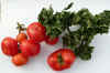 Tomato Stick Gatard.JPG (12197 bytes)