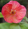 Abutilon Hybridum Flower 1.jpg (77291 bytes)