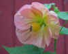 Abutilon Hybridum Pink.jpg (40506 bytes)