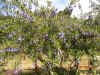 Acnistus australis 2a.JPG (299389 bytes)