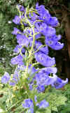 Aconitum napellus.jpg (201883 bytes)