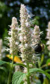 Agastache scrophulariifolia 3.jpg (89081 bytes)