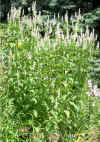 Agastache scrophulariifolia 4.jpg (154316 bytes)