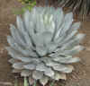 Agave Parryi var. Parryi .jpg (32601 bytes)