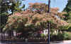 AlbizziaJulibrissin.jpg (84093 bytes)
