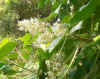 Aleurites moluccana flowers.JPG (108516 bytes)