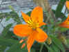 Alstroemeria aurantiaca.jpg (82507 bytes)