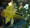 Aquilegia chrysantha.jpg (42691 bytes)