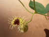 Aristolochia fimbriata5.jpg (19732 bytes)