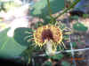 Aristolochia fimbriata flower.JPG (65895 bytes)