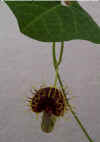 Aristolochia fimbriata.jpg (14328 bytes)