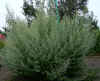 Artemisia absinthium.jpg (97260 bytes)