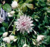 AstrantiaMajor.jpg (67002 bytes)