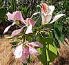 Bauhinia monandra flowers2.JPG (206389 bytes)