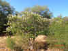 Bauhinia monandra in the wild.JPG (121945 bytes)
