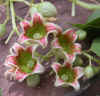 Brachychiton populneus flowers.jpg (66025 bytes)