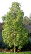 Brachychiton populneus tree.jpg (133163 bytes)