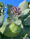 Calotropis procera.jpg (235843 bytes)