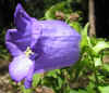 Campanula Medium Blue 2.jpg (59570 bytes)