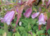 Campanula punctata ssp. hondoensis1.jpg (115168 bytes)