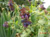 Cerinthe.JPG (189083 bytes)