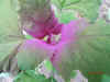 Chenopodium giganteum7.jpg (35250 bytes)