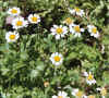 Chrysanthemum Parthenium.jpg (91921 bytes)