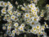 Chrysanthemum cinerariifolium3.jpg (89404 bytes)