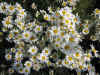 Chrysanthemum cinerariifolium3.jpg (89404 bytes)