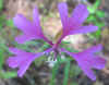 Clarkia pulchella.jpg (151670 bytes)