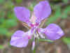 Clarkia rhomboidea 2.jpg (22193 bytes)