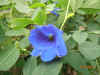 Clitoria Ternatea 2a.JPG (84958 bytes)