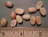 Coffee seed.jpg (157838 bytes)