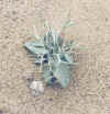 DaleaSpinosaSeedling.jpg (108223 bytes)