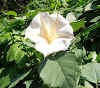 Datura Metel Mranaha flower3.JPG (129398 bytes)