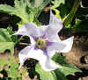 Datura Tatula2a.JPG (121252 bytes)