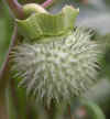 Datura inoxia pod.jpg (51249 bytes)