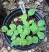 Decaisnea seedlings.jpg (331480 bytes)