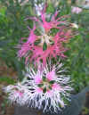 Dianthus Rainbow Loveliness1.jpg (60867 bytes)