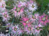 Dianthus Rainbow Loveliness2.jpg (78149 bytes)