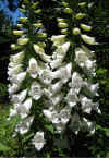 Digitalis purpurea alba 3.jpg (108859 bytes)