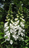 Digitalis purpurea alba 5.jpg (136687 bytes)