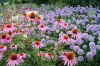 Echinacea purpurea & Allium jajlae.jpg (105342 bytes)